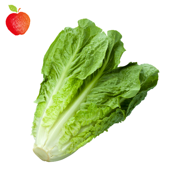 Lechuga Costina